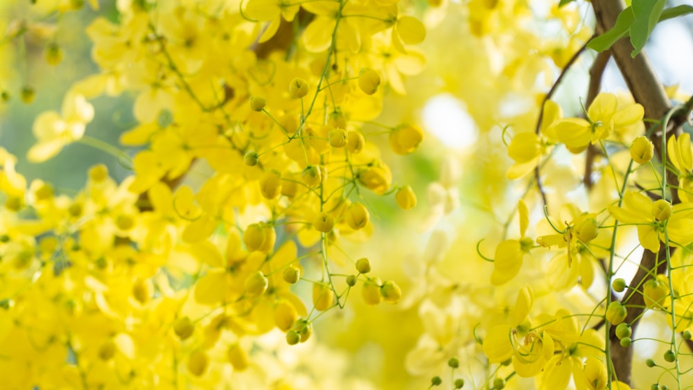 Un ramo de flores amarillas colgando de un árbol