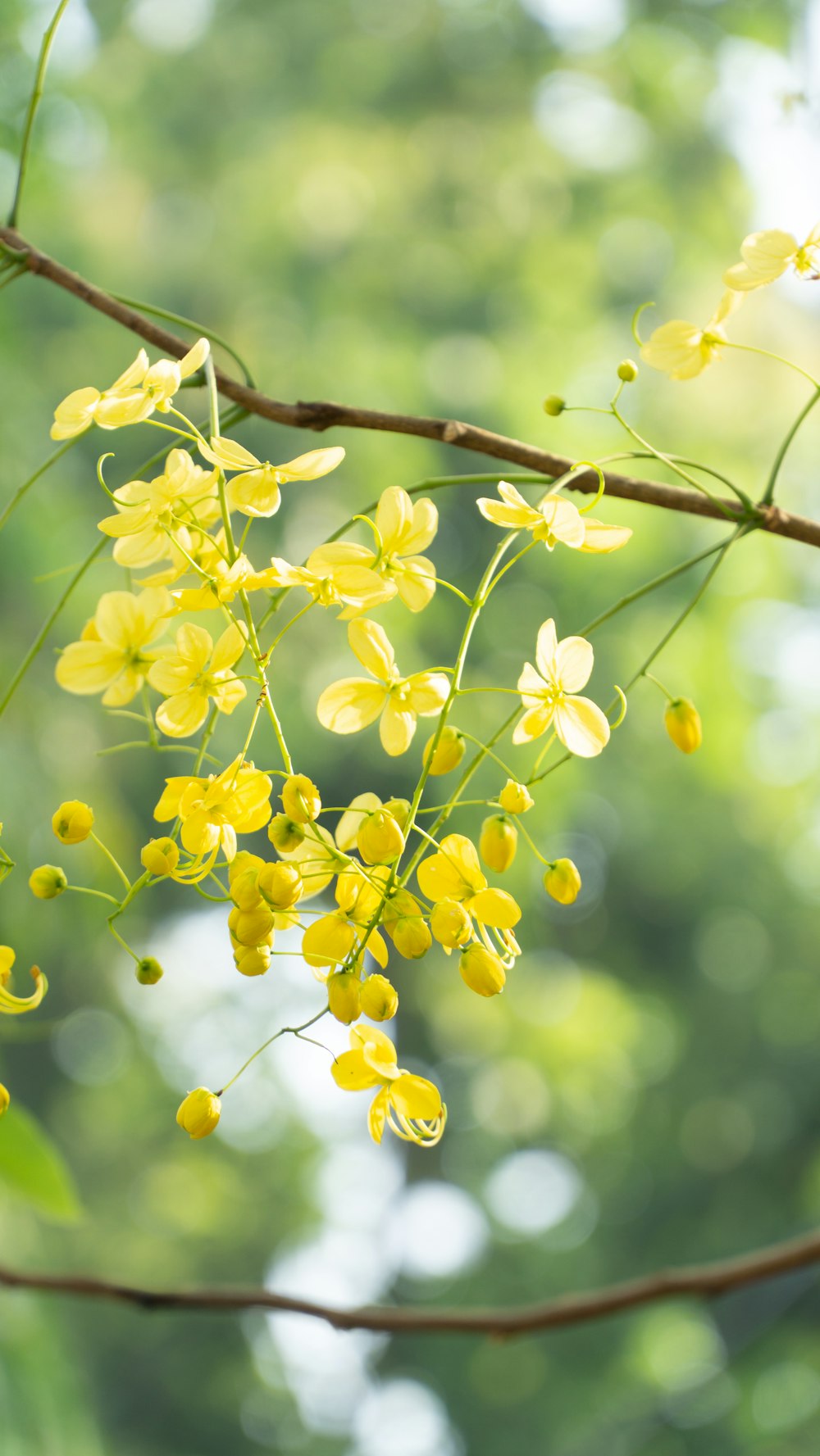 a bunch of yellow flowers hanging from a tree branch