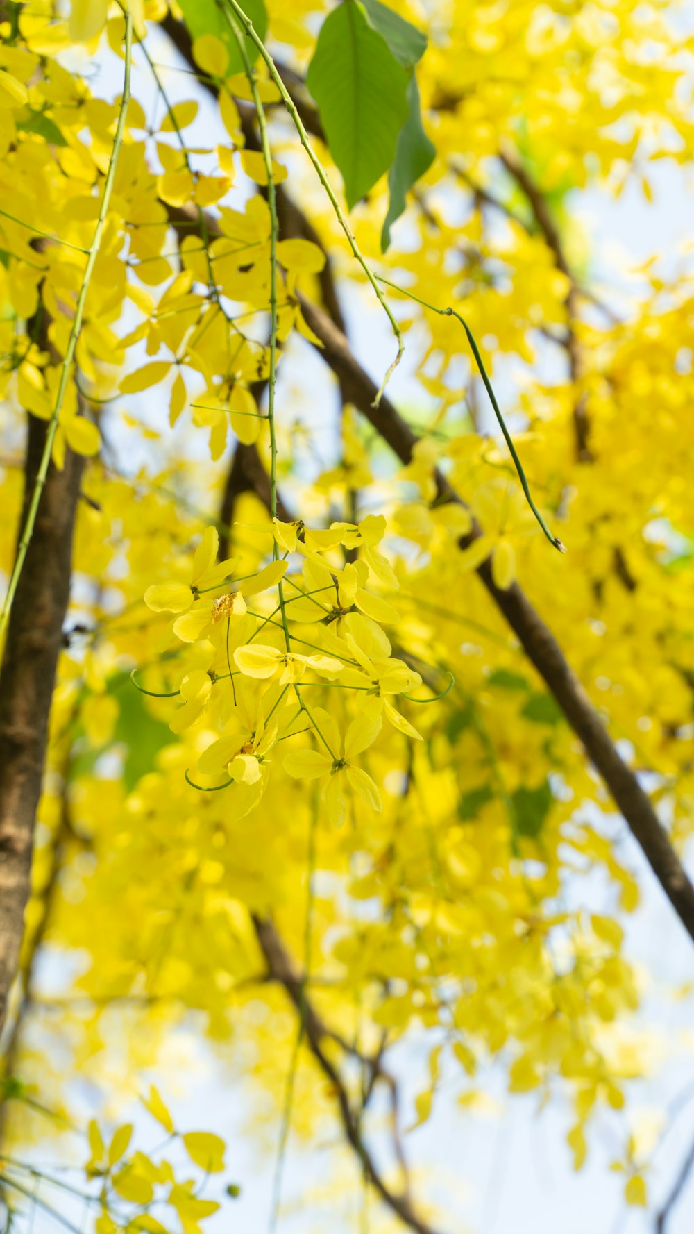 a tree with yellow leaves and a blue sky in the background