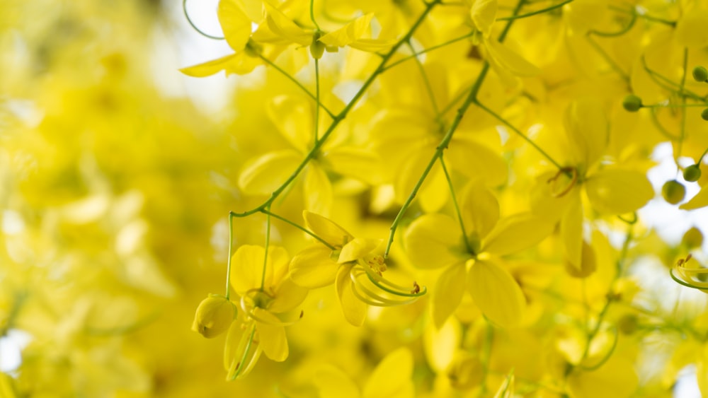 a bunch of yellow flowers hanging from a tree