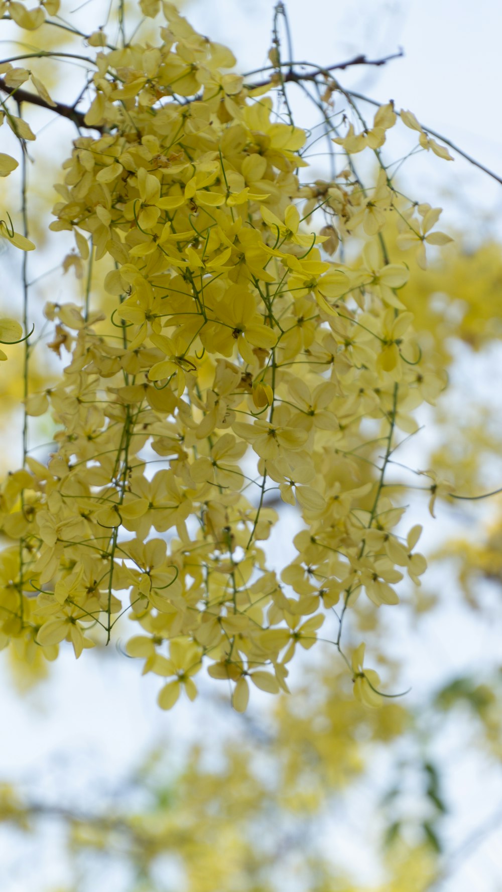 a bunch of yellow flowers hanging from a tree