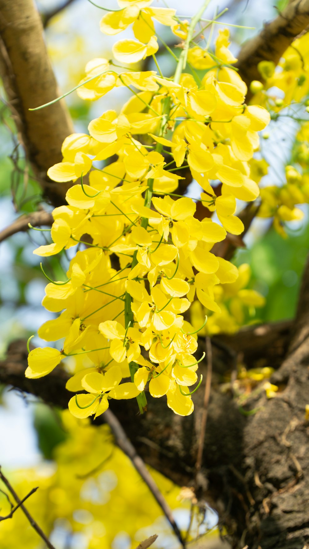 a bunch of yellow flowers hanging from a tree