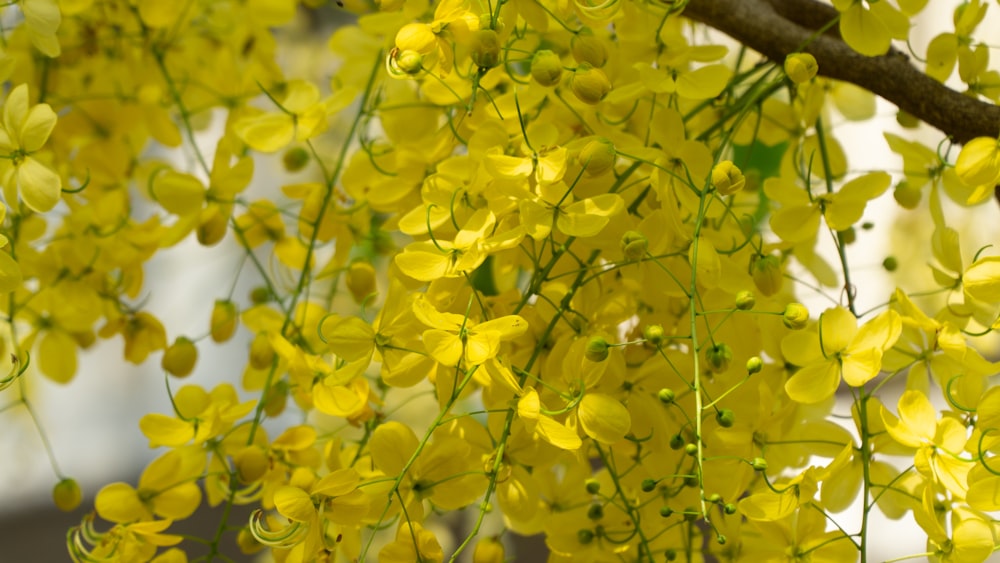 a bunch of yellow flowers hanging from a tree