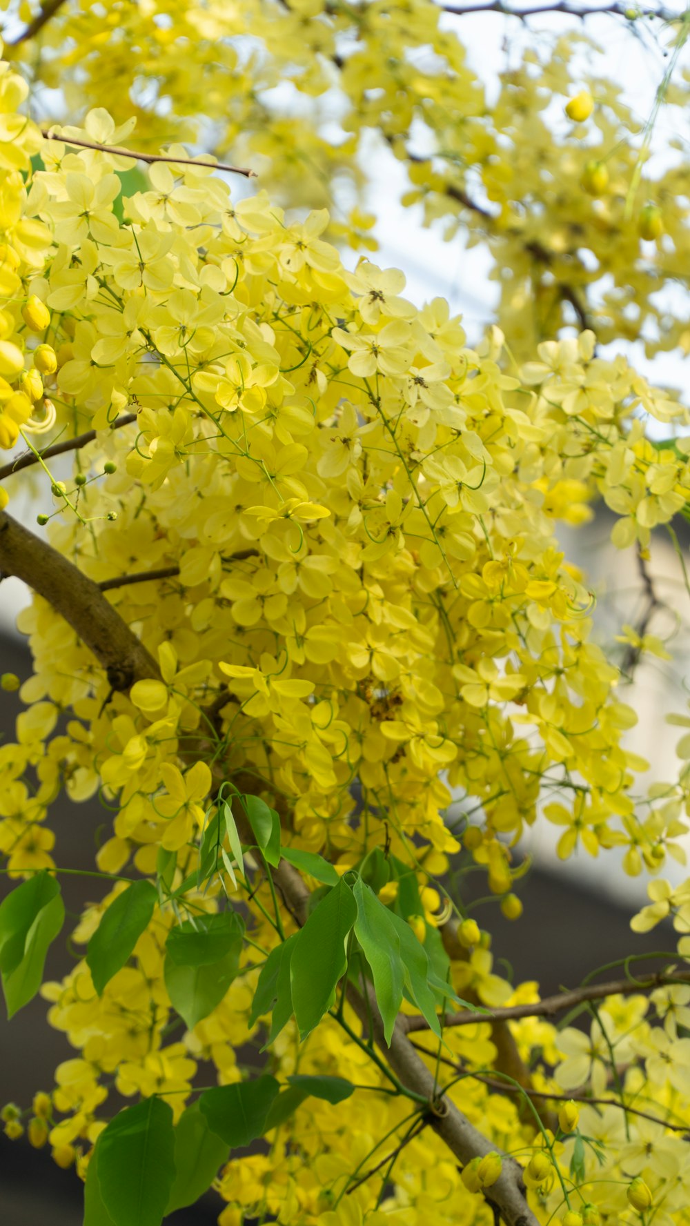 un albero con un mazzo di fiori gialli su di esso