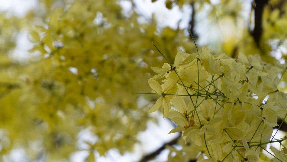 a bunch of yellow flowers hanging from a tree