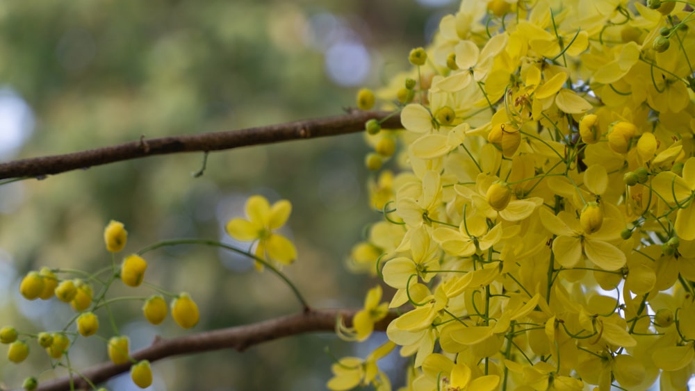 a bunch of yellow flowers hanging from a tree