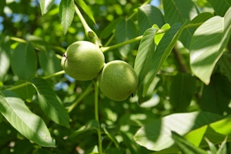 A bottle of walnut oil placed beside fresh walnuts and green leaves.