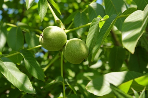 Close-up of ripe Kishtwar Gold walnuts hanging on a sunlit branch against a clear blue sky.