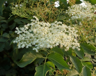 A cluster of delicate white elderflowers in full bloom, surrounded by lush green leaves. The flowers form intricate patterns against the dense foliage and sunlight filters through, highlighting the textures and colors.