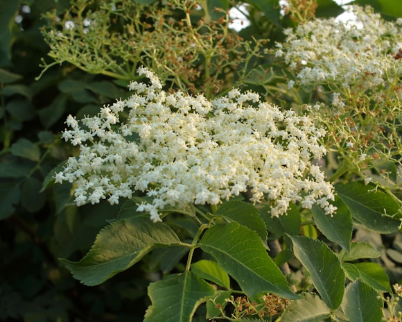 A cluster of delicate white elderflowers in full bloom, surrounded by lush green leaves. The flowers form intricate patterns against the dense foliage and sunlight filters through, highlighting the textures and colors.
