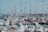 A busy marina filled with numerous sailboats and yachts tied alongside wooden docks. Masts rise high into the clear blue sky, creating a forest of poles above the boats. The harbor is bustling with activity, and the water is calm, reflecting some of the boats and the sky.