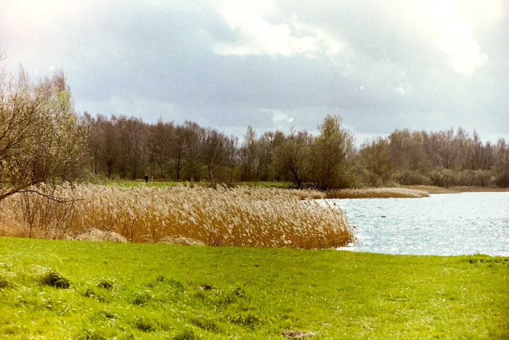 a grassy field next to a body of water