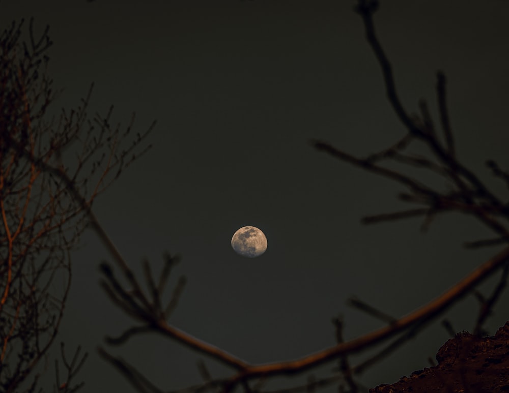 a full moon seen through the branches of a tree