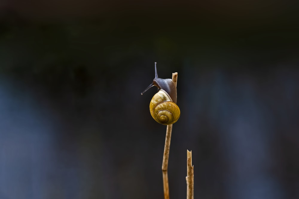 a close up of a snail on a plant