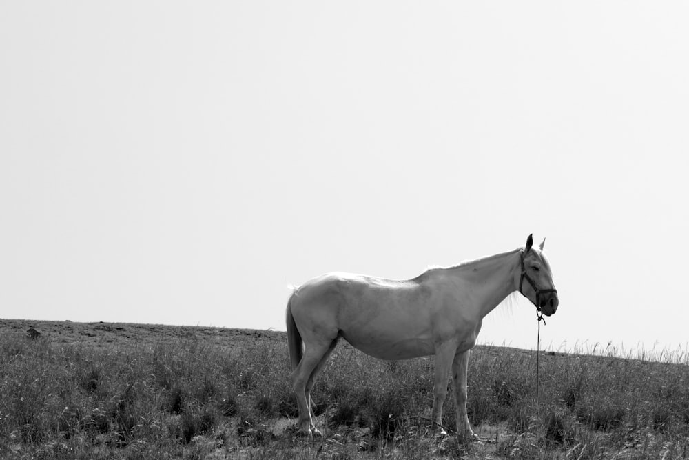 a white horse standing on top of a grass covered field