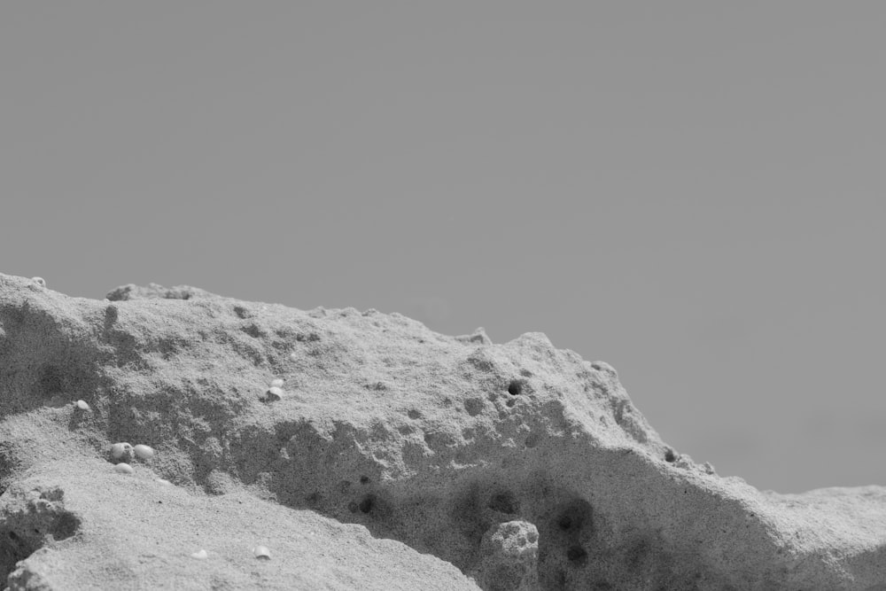 a black and white photo of a bird sitting on a rock