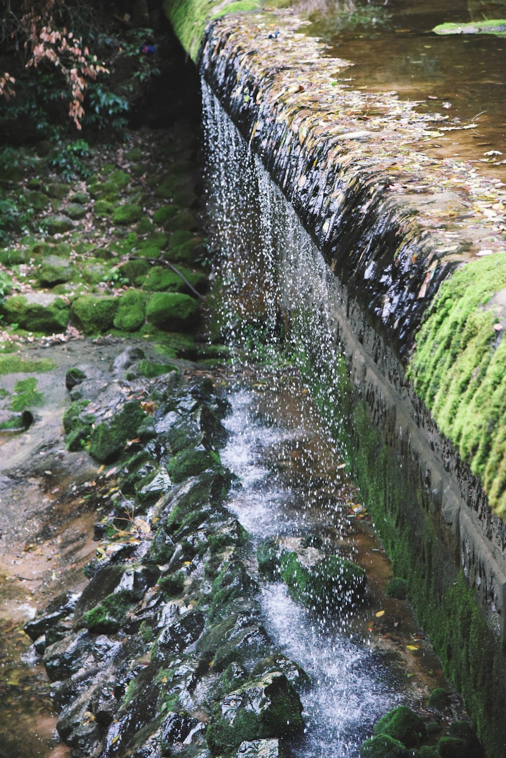 a stream of water running through a lush green forest