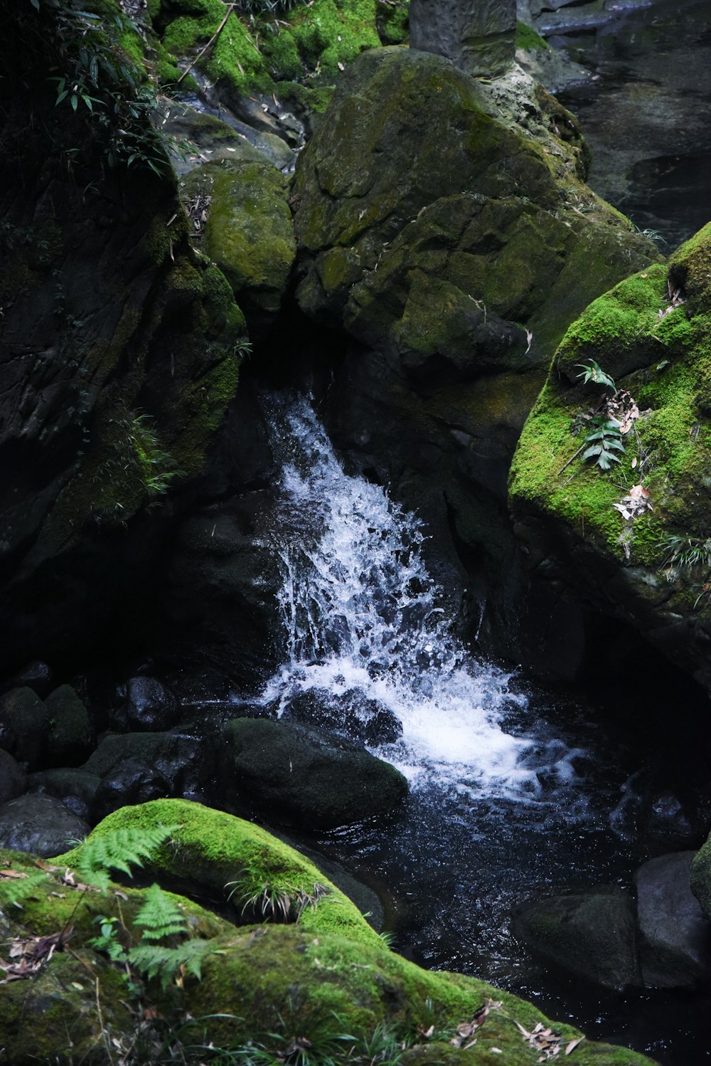 a stream running through a lush green forest