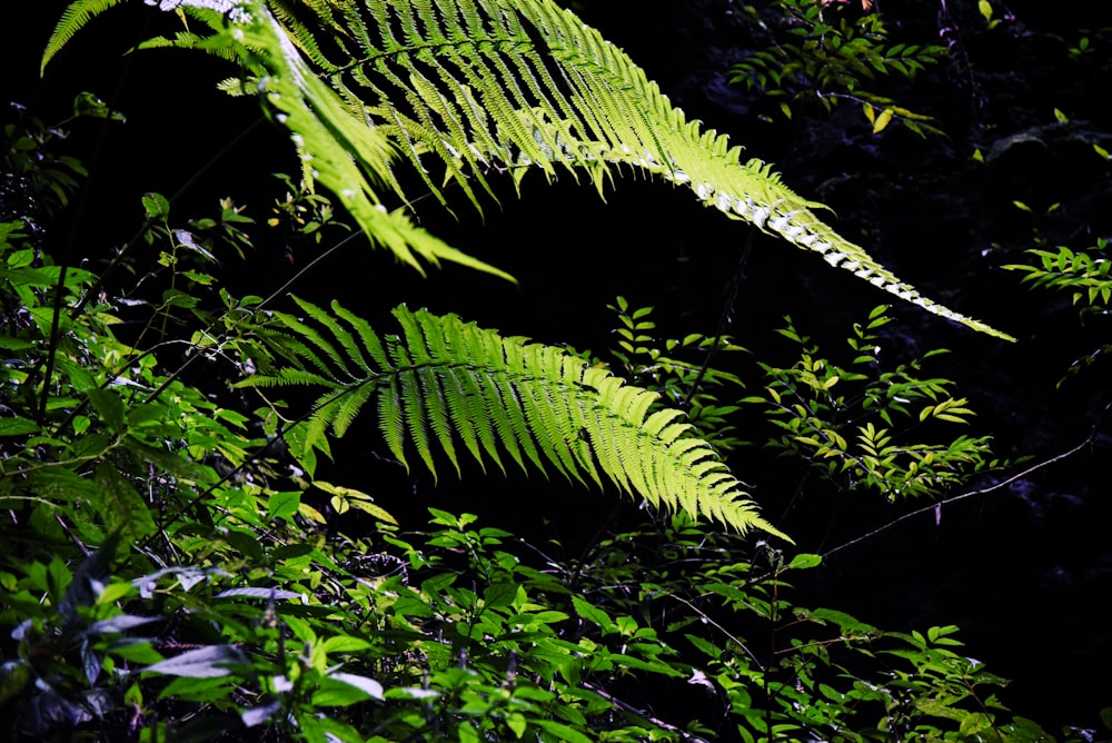 a green fern leaf in the middle of a forest