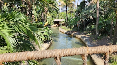 People floating on inner tubes in a lazy river surrounded by greenery.