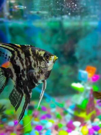 A vibrant tropical fish with black and white stripes swims in a colorful aquarium. The background is a mix of various shades of blue and green, while the bottom of the tank is decorated with multicolored pebbles. A few brightly colored objects, possibly aquarium decorations, are visible out of focus in the background.