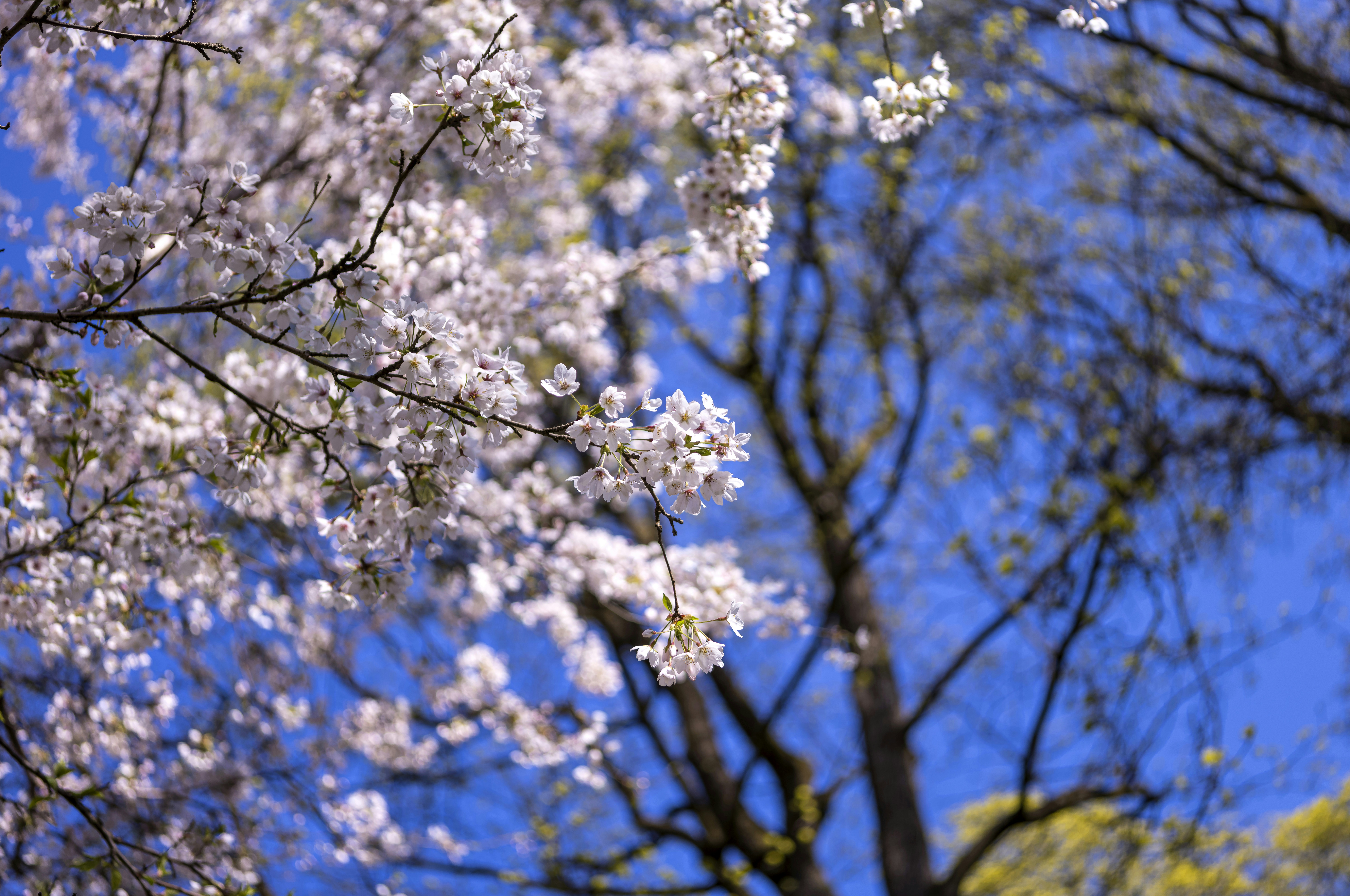 a tree with white flowers in the foreground and a blue sky in the background