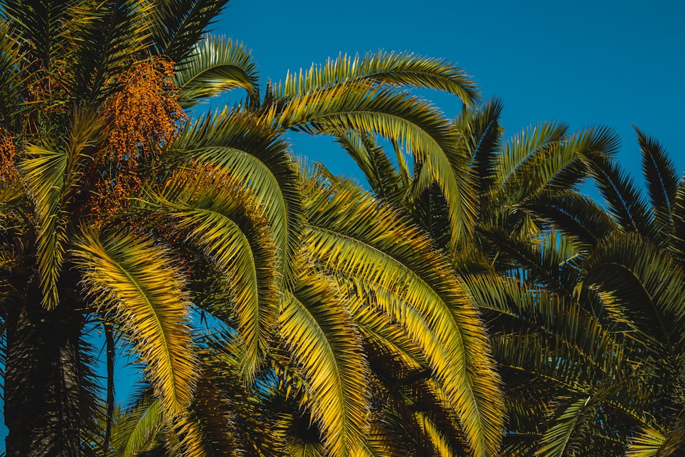 a group of palm trees with a blue sky in the background