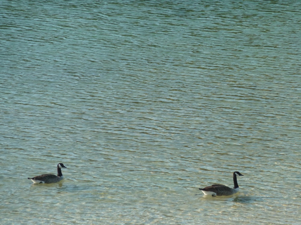 a couple of ducks floating on top of a lake