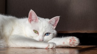 a white cat laying on top of a wooden floor
