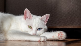 a white cat laying on top of a wooden floor