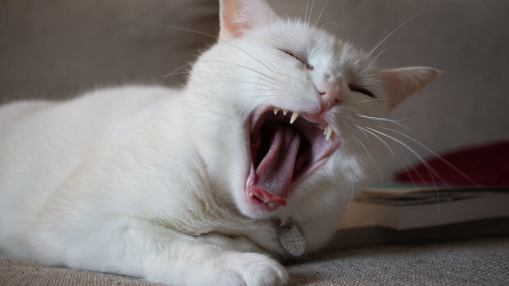 a white cat yawning while laying on a couch