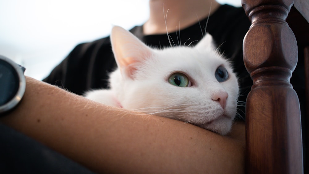 a white cat is sitting on a woman's arm