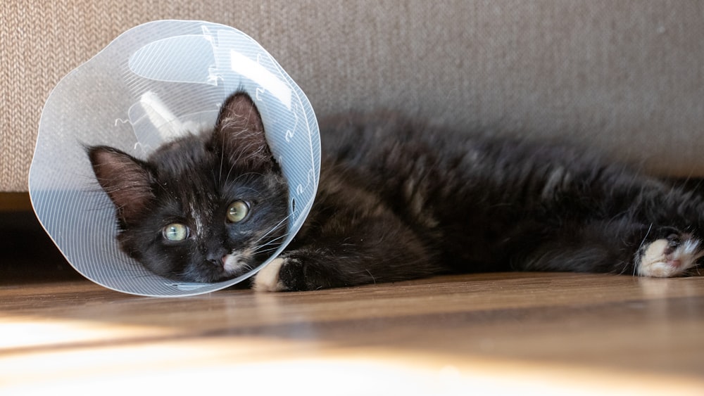 a cat with a cone on its head laying on the floor