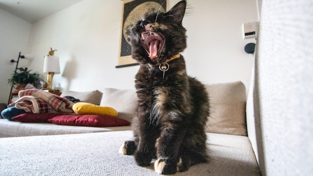 a cat yawns while sitting on a couch