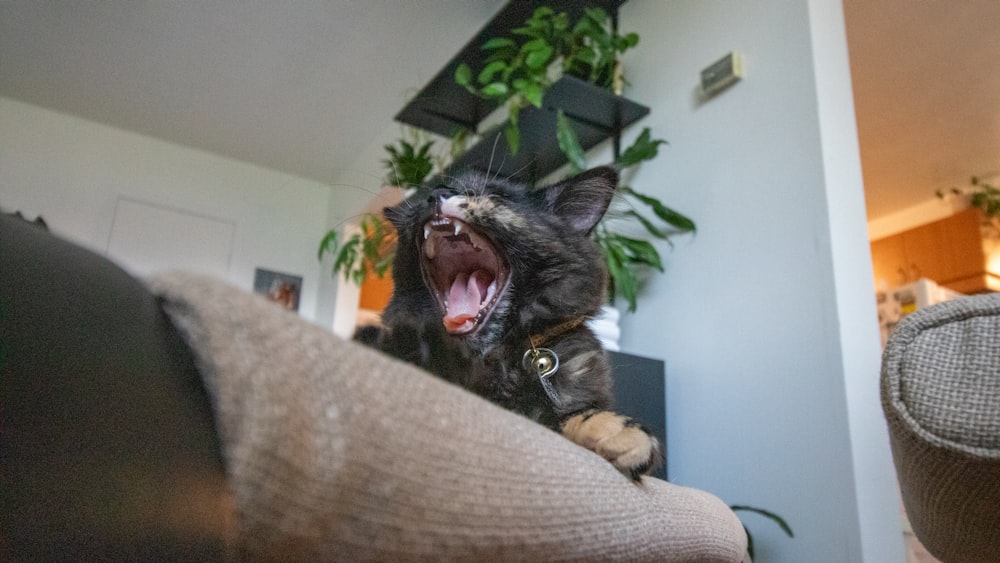 a cat yawns while sitting on a couch