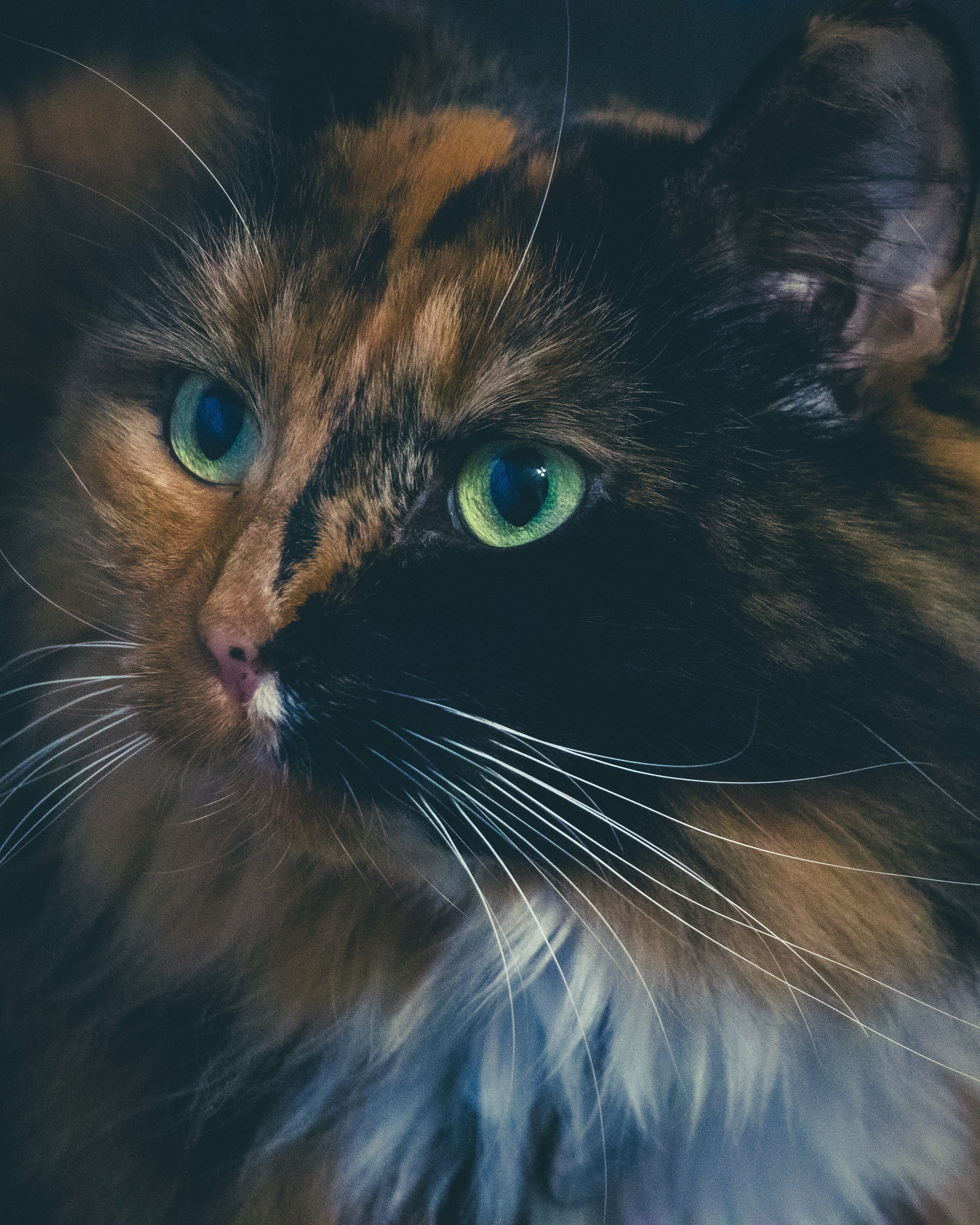 a close up of a cat with green eyes