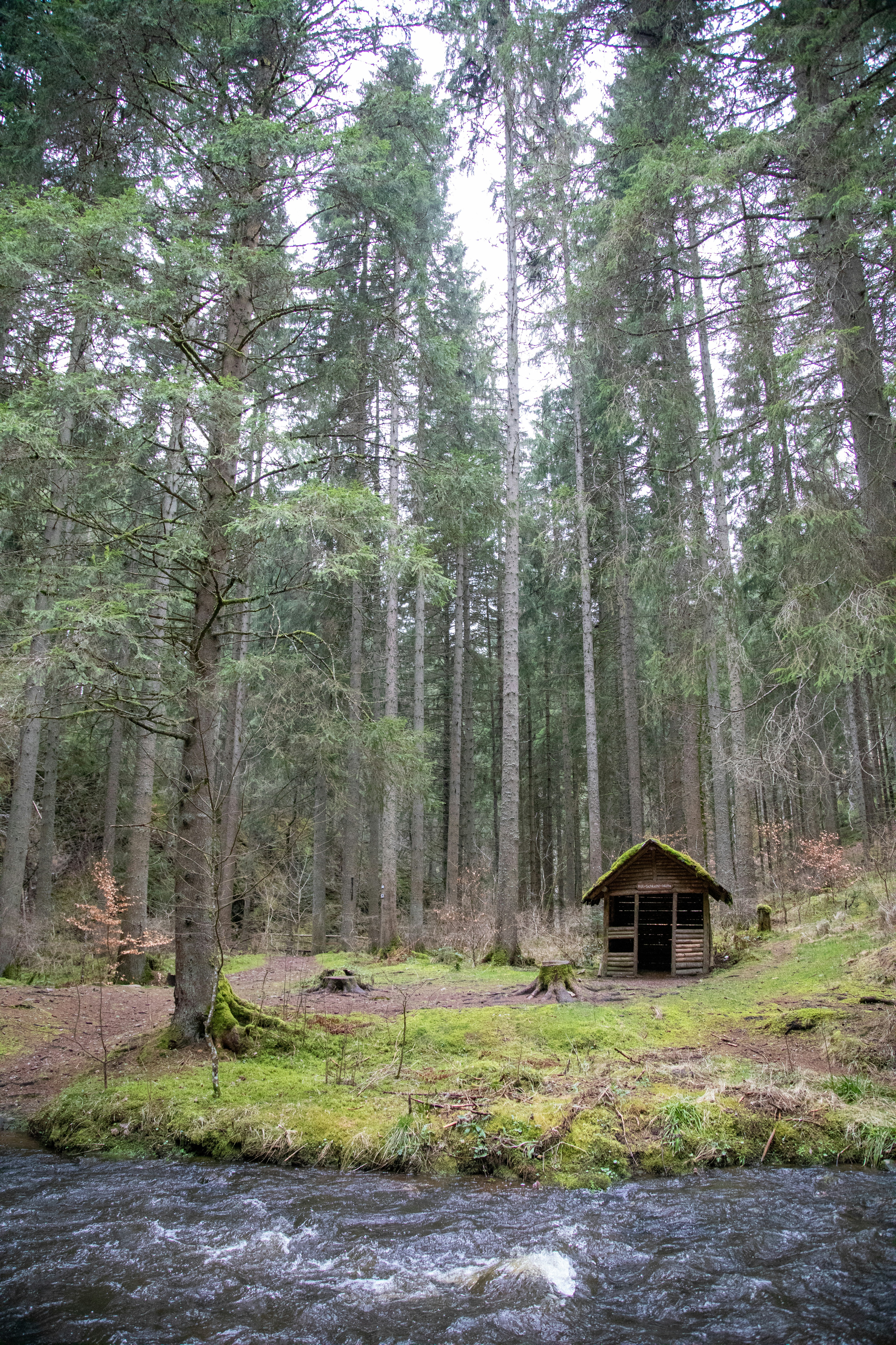 Forest survival shelter, Wilderness woods evening, Handmade wood hut, ilustrasi artikel Mastering Survival: How to Build a Life-Saving Emergency Shelter in the Wild 2