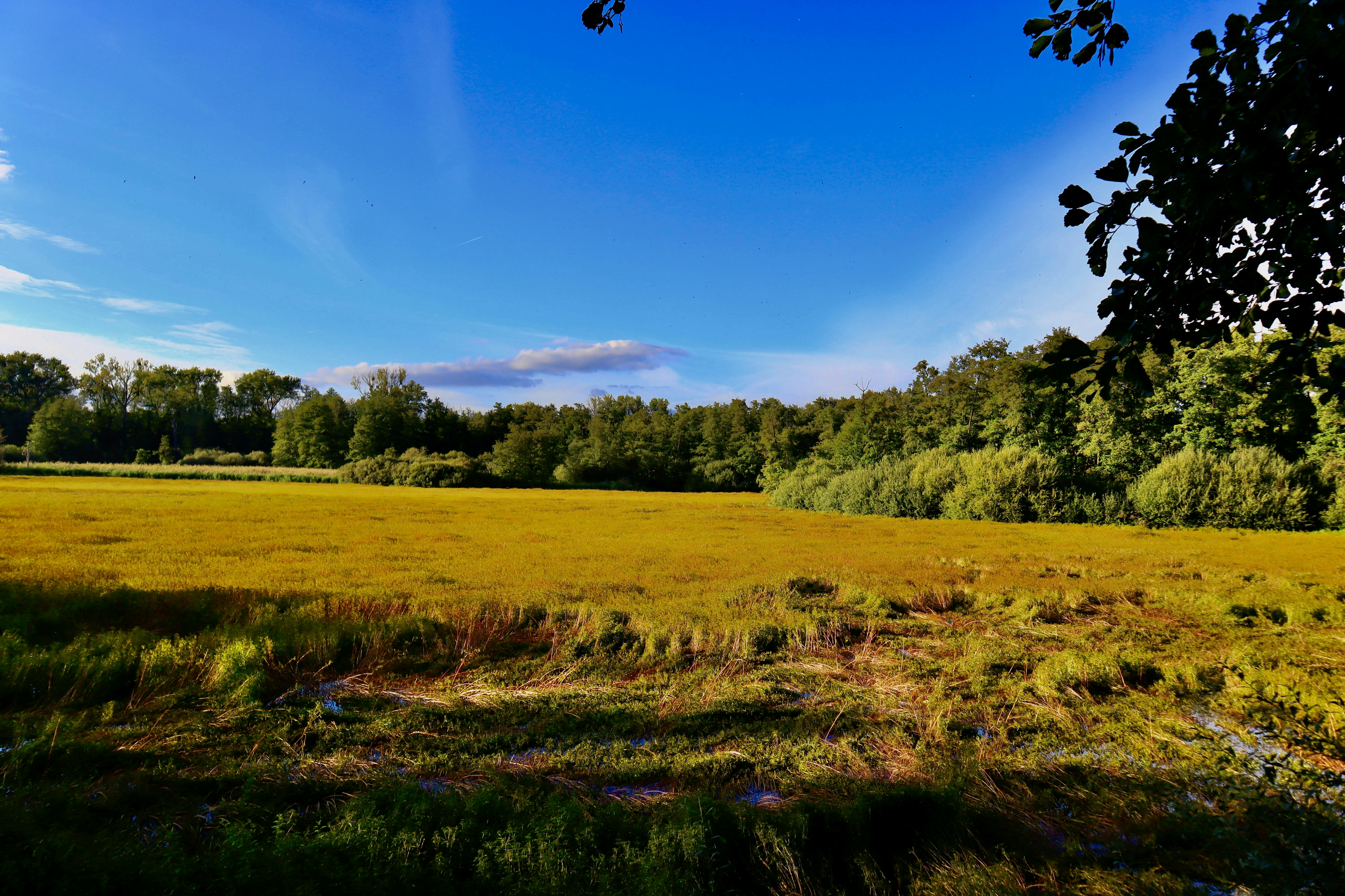 Photo by superflegmon