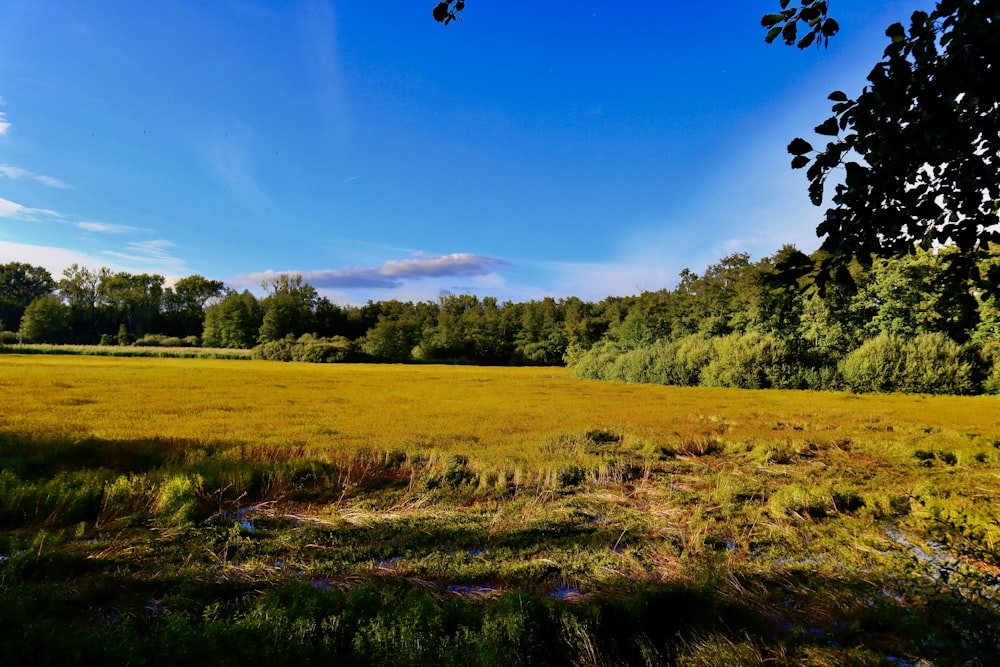 a grassy field with trees in the background