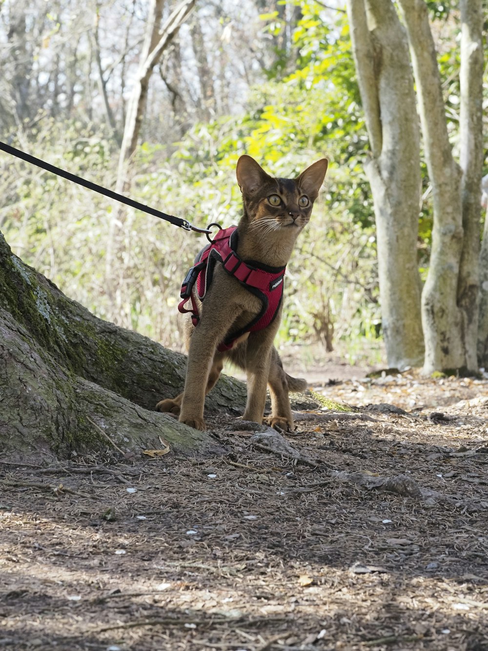 a cat with a harness on walking in the woods