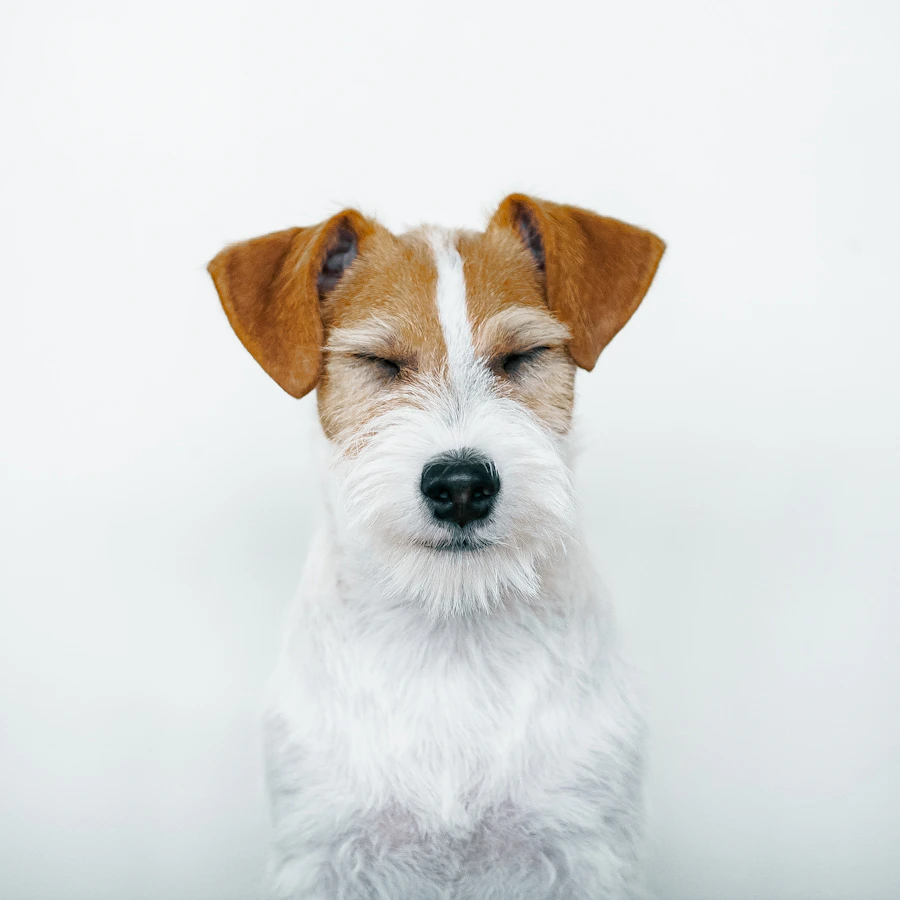 Witte en bruine hond