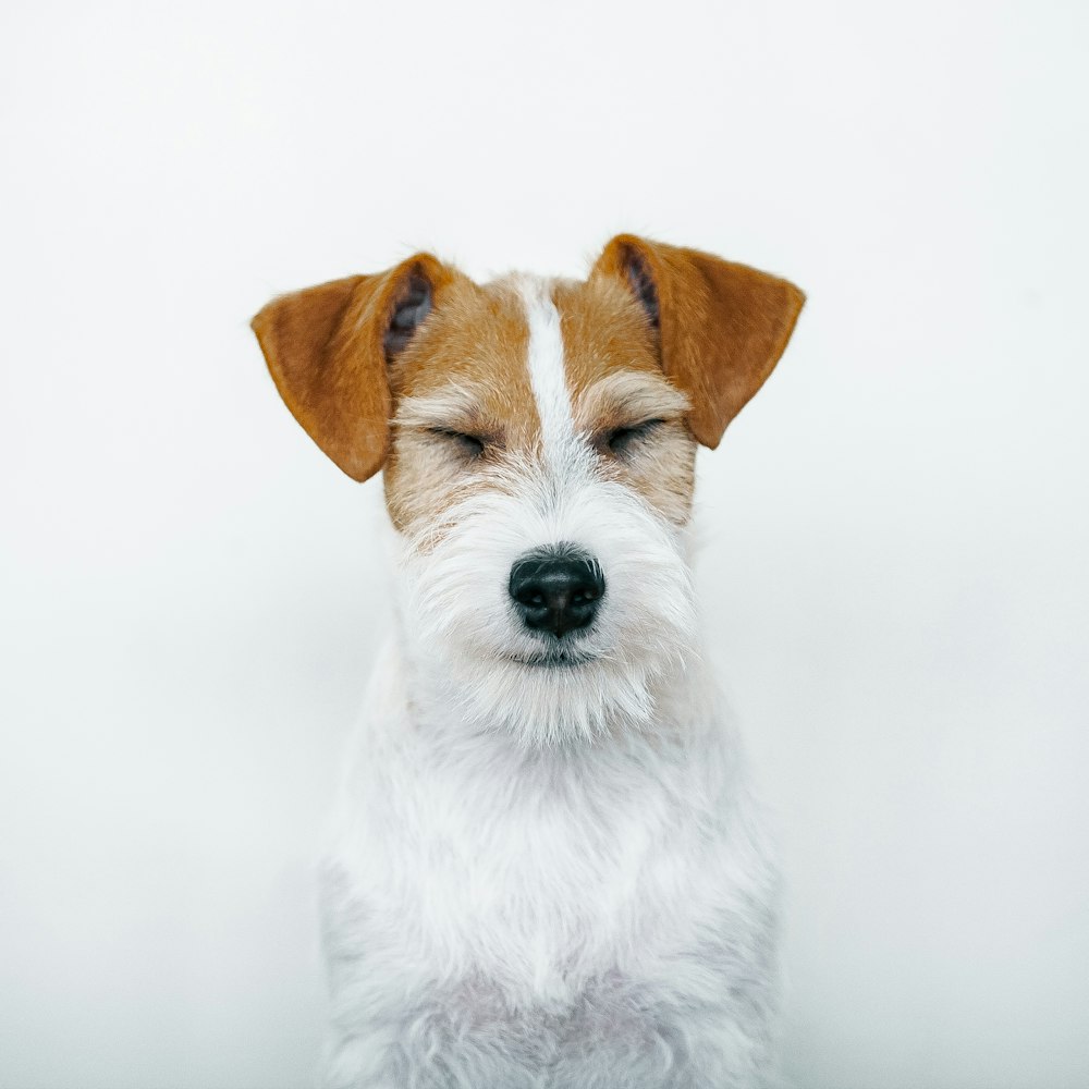 a small white and brown dog with its eyes closed