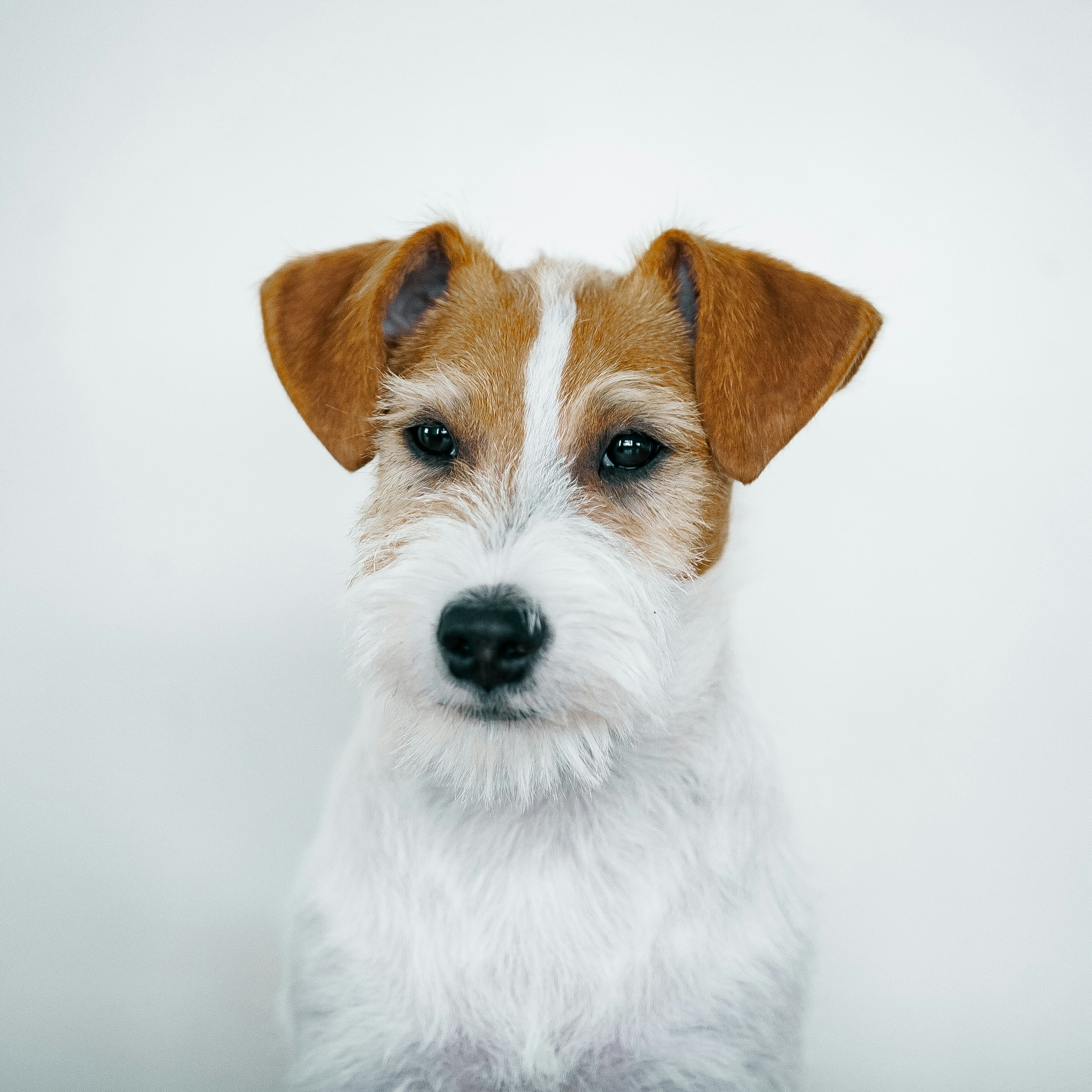 a small white and brown dog with a black nose