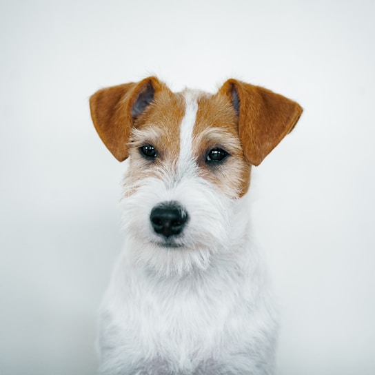 A portrait of a small dog with brown and white fur, featuring a calm and attentive expression. The dog’s ears are perked up, and the background is plain white.