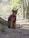 A sleek, brown cat wearing a red harness sits attentively next to a tree in a wooded area. The background is filled with trees and foliage, suggesting a park or forest setting.
