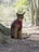 A sleek, brown cat wearing a red harness sits attentively next to a tree in a wooded area. The background is filled with trees and foliage, suggesting a park or forest setting.