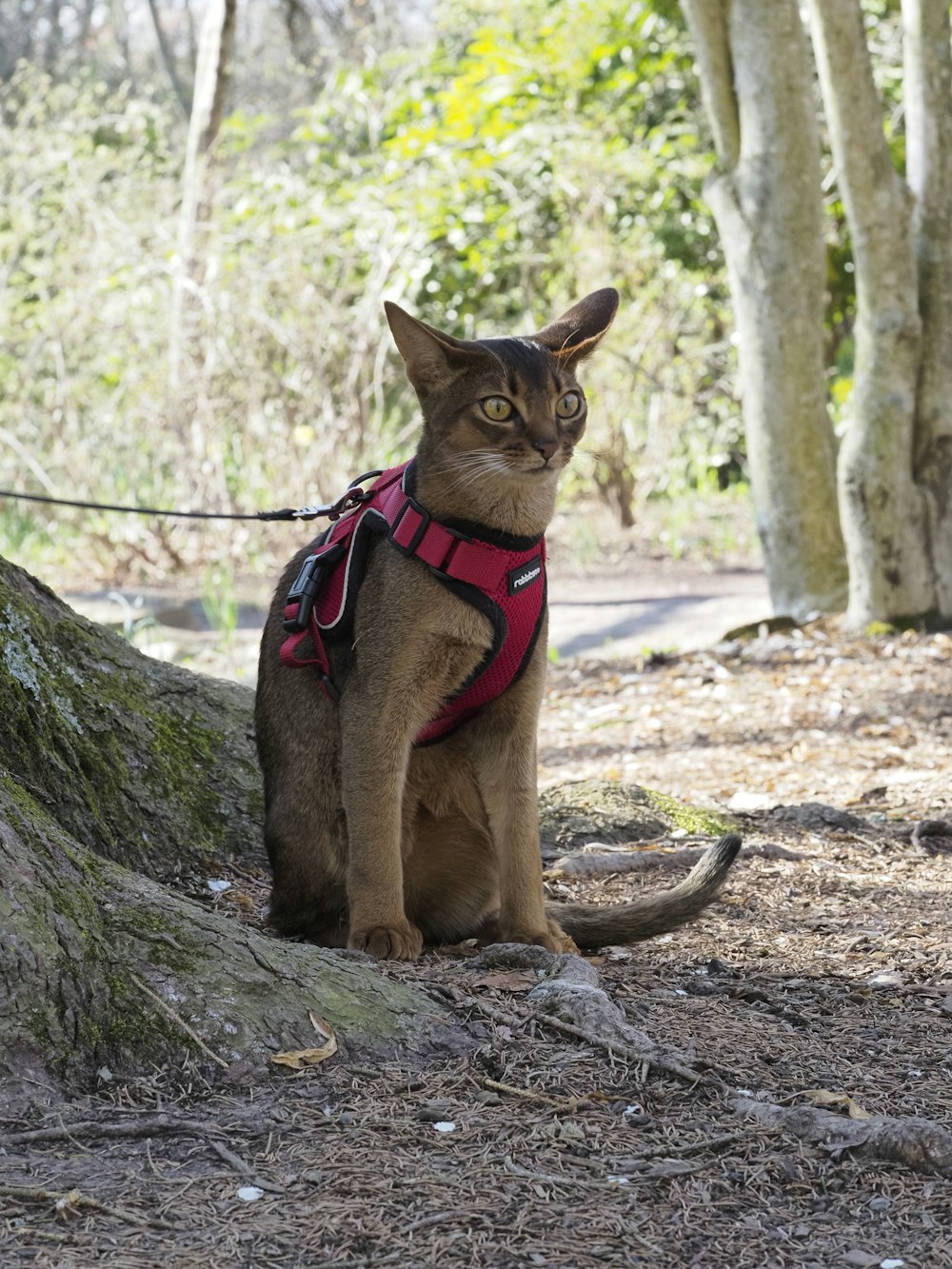 a cat wearing a harness sitting on the ground