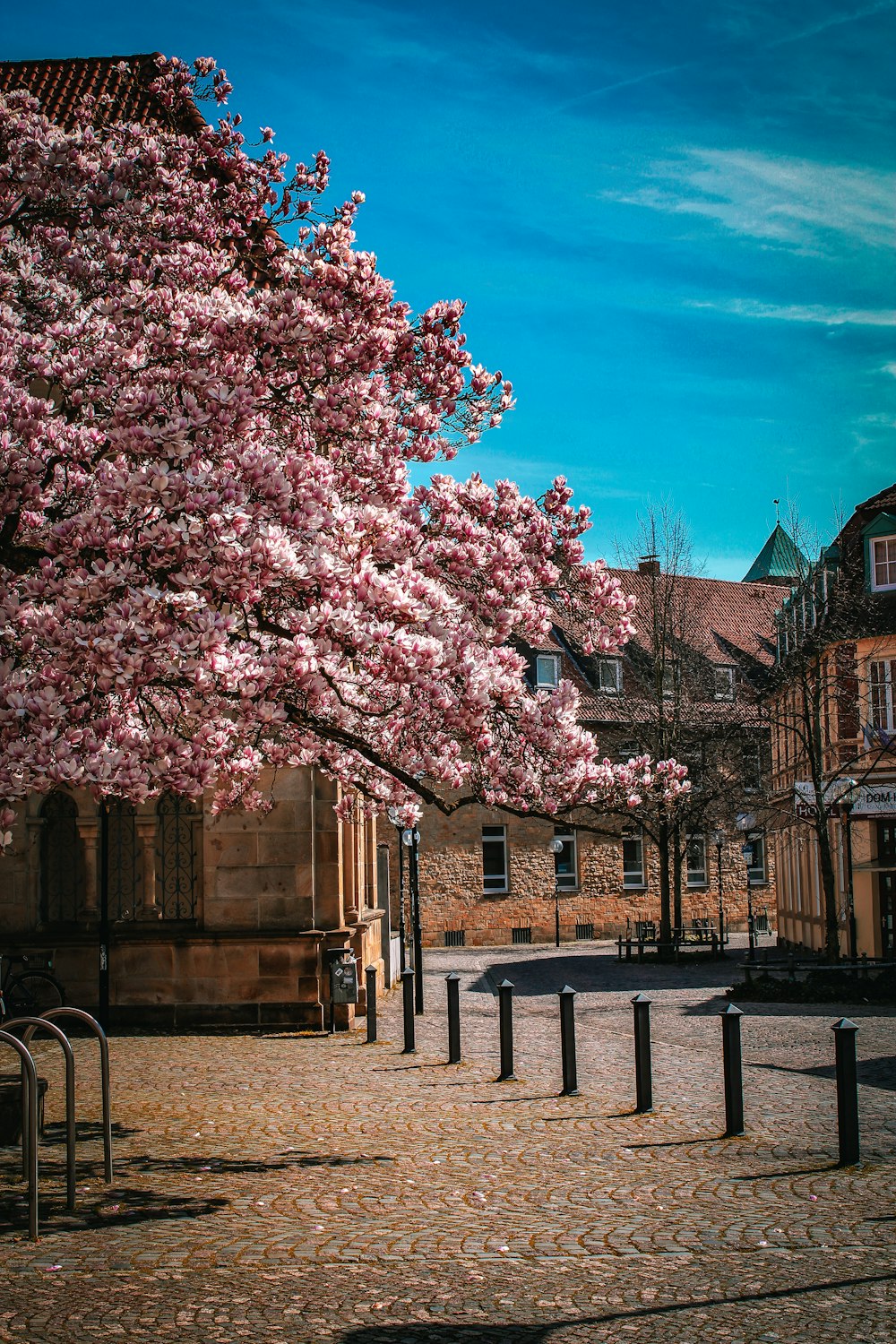 Ein Baum mit rosa Blüten vor einem Gebäude