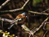 A colorful bird perched on a tree branch.
