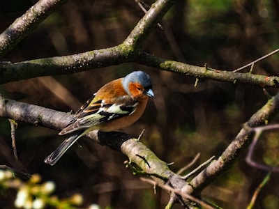 A colorful bird perched on a tree branch.